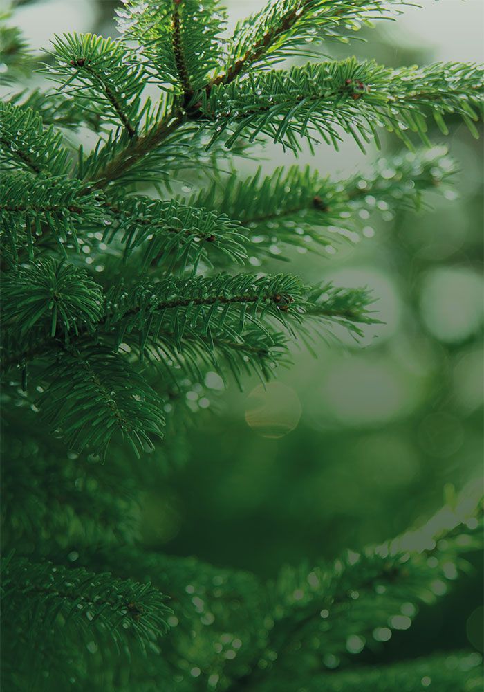 Green christmas tree